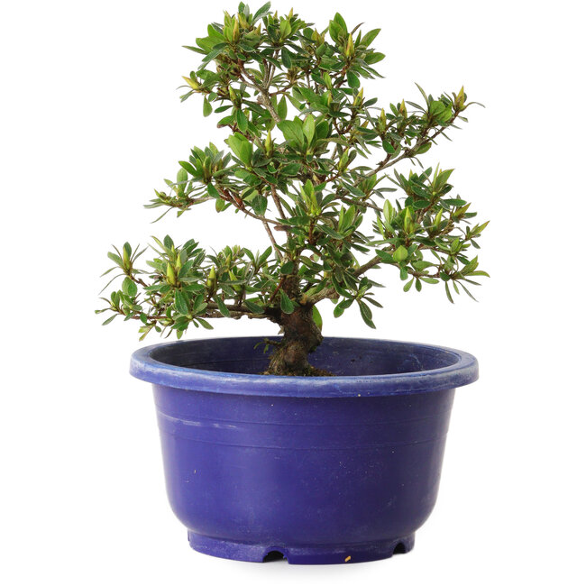 Rhododendron indicum Akane, 21 cm, ± 8 años