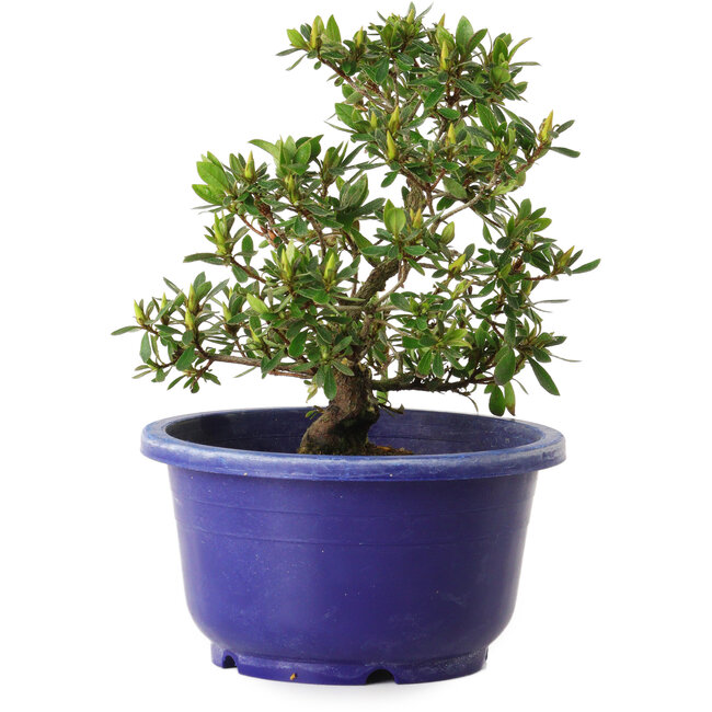 Rhododendron indicum Akane, 21 cm, ± 8 anni