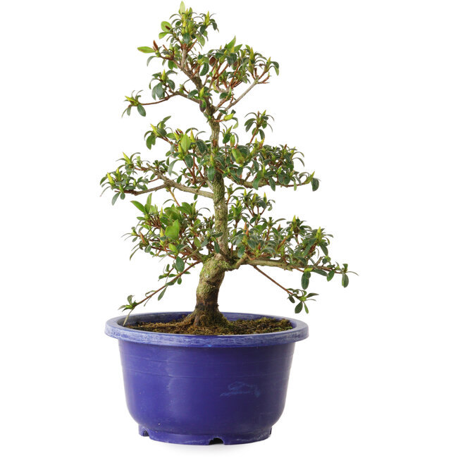 Rhododendron indicum variété inconnue, 21 cm, ± 8 ans