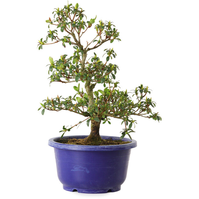 Rhododendron indicum variedad desconocida, 21 cm, ± 8 años