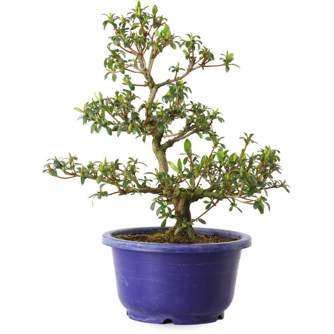 Rhododendron indicum, variëteit onbekend, 21 cm, ± 8 jaar oud