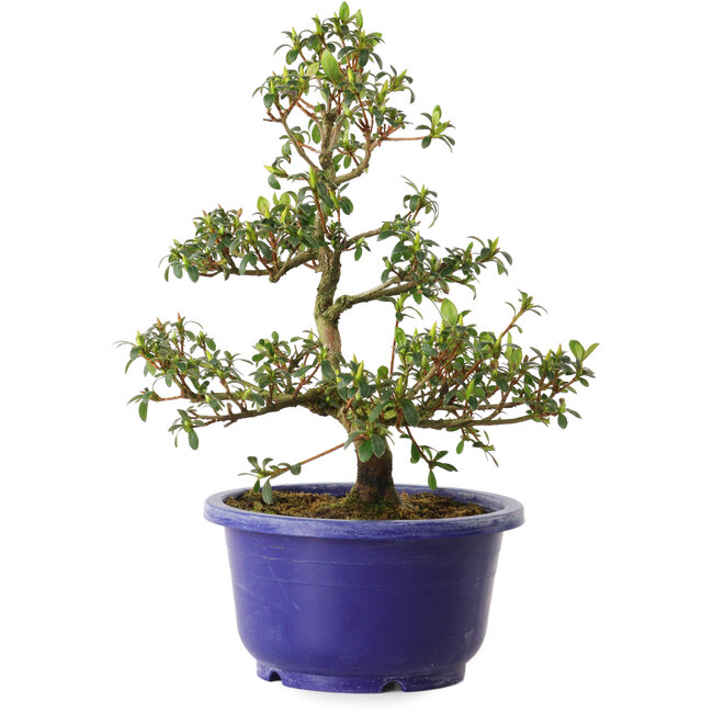 Rhododendron indicum, variëteit onbekend, 21 cm, ± 8 jaar oud