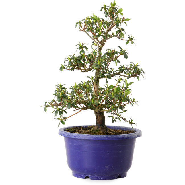 Rhododendron indicum, variëteit onbekend, 21 cm, ± 8 jaar oud