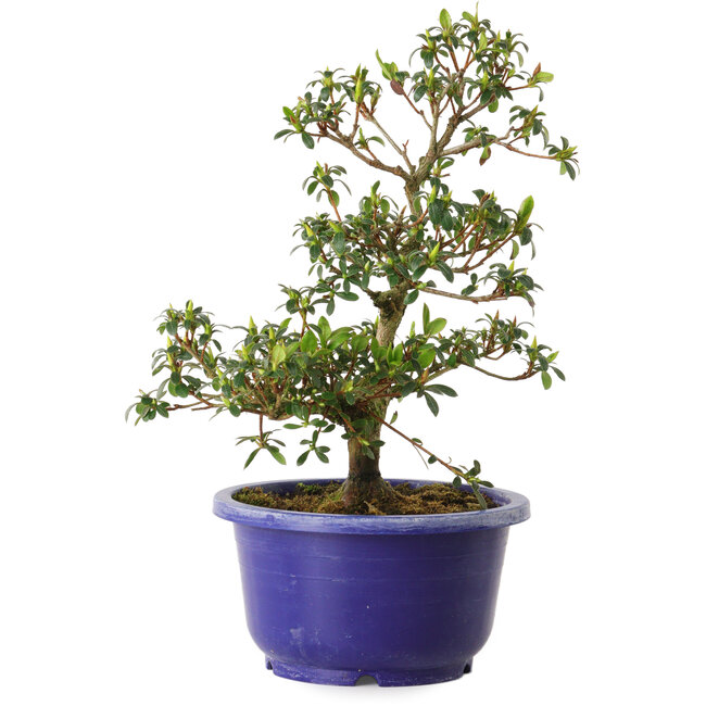 Rhododendron indicum variety unknown, 21 cm, ± 8 years old