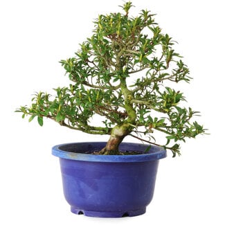 Rhododendron indicum Seikou, 21 cm, ± 8 Jahre alt