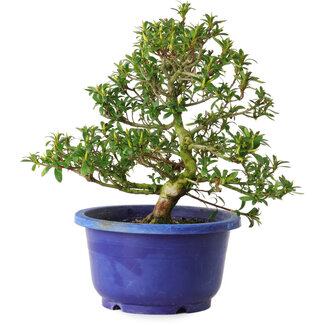 Rhododendron indicum Seikou, 21 cm, ± 8 years old