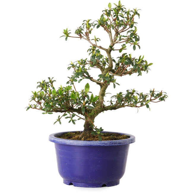 Rhododendron indicum, variëteit onbekend, 21 cm, ± 8 jaar oud