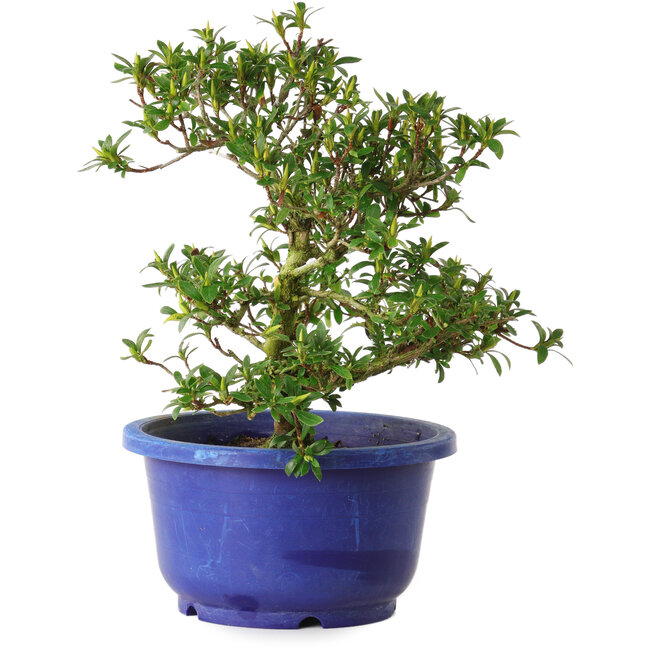 Rhododendron indicum Seikou, 21 cm, ± 8 years old