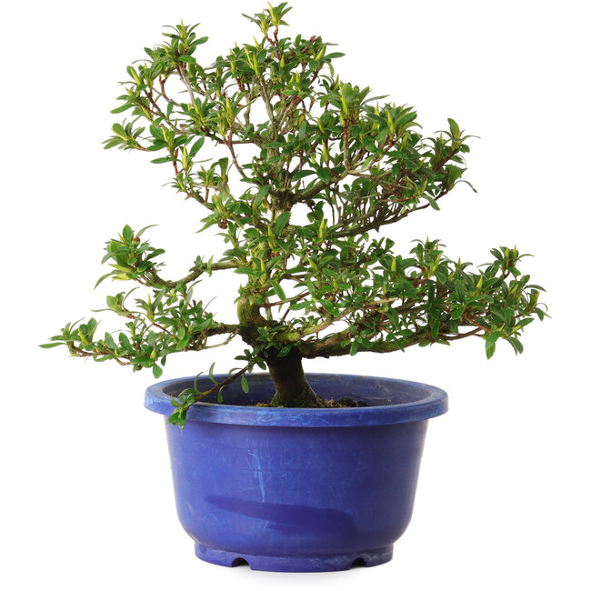 Rhododendron indicum Seikou, 21 cm, ± 8 anni