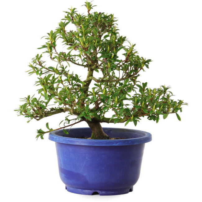 Rhododendron indicum Seikou, 21 cm, ± 8 Jahre alt