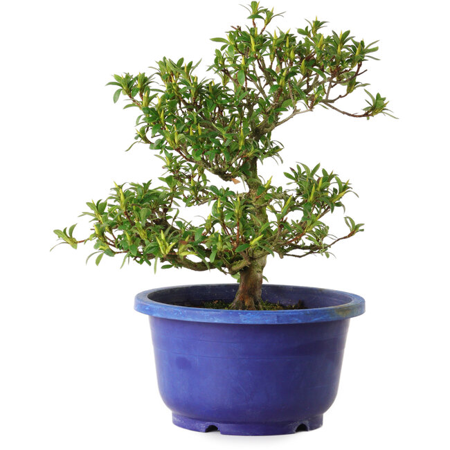 Rhododendron indicum Seikou, 21 cm, ± 8 anni