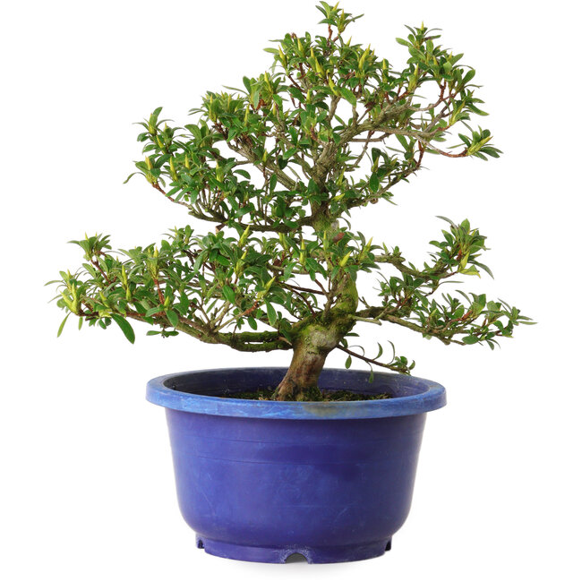 Rhododendron indicum Seikou, 21 cm, ± 8 years old