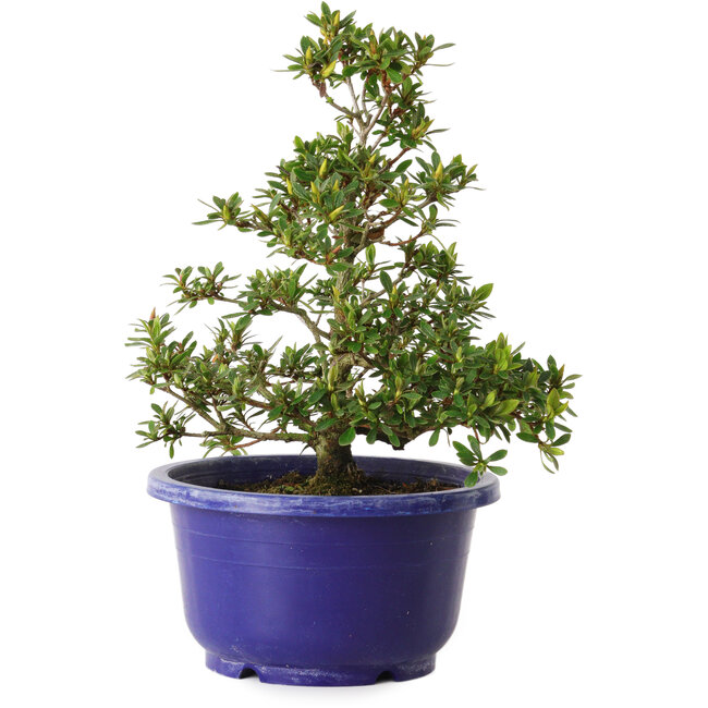 Rhododendron indicum Akane, 21 cm, ± 8 jaar oud