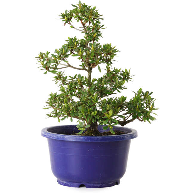 Rhododendron indicum Akane, 21 cm, ± 8 anni