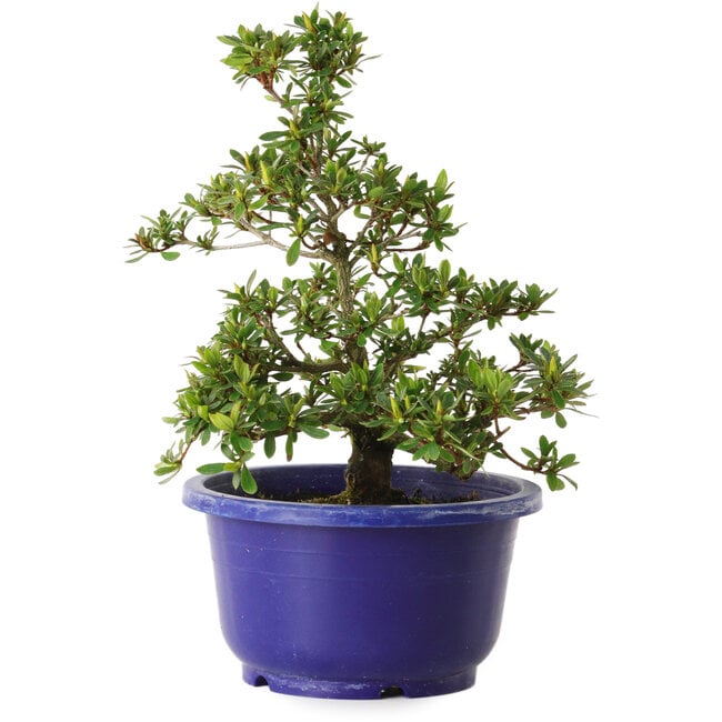 Rhododendron indicum Akane, 21 cm, ± 8 jaar oud