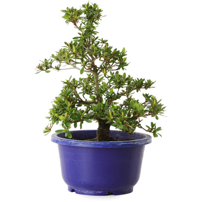 Rhododendron indicum Akane, 21 cm, ± 8 years old