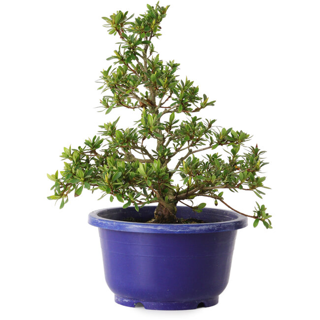 Rhododendron indicum Akane, 21 cm, ± 8 years old