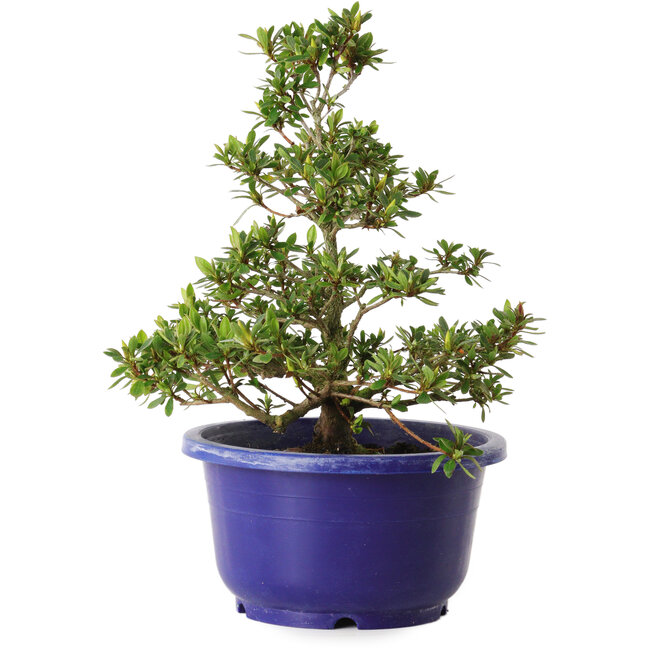 Rhododendron indicum Akane, 21 cm, ± 8 anni