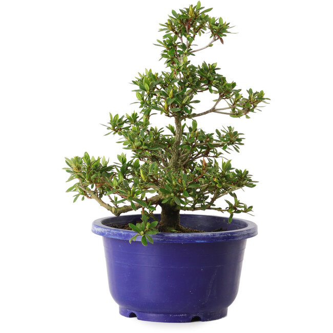 Rhododendron indicum Akane, 21 cm, ± 8 jaar oud