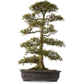 Rhododendron indicum, Sorte unbekannt, 75 cm, ca. 30 Jahre alt