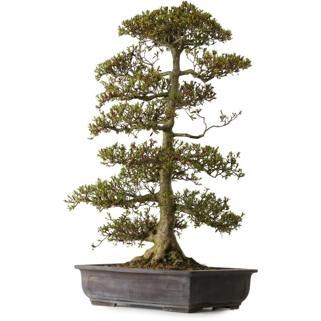 Rhododendron indicum varietà sconosciuta, 75 cm, ± 30 anni, con un nebari di 20 cm