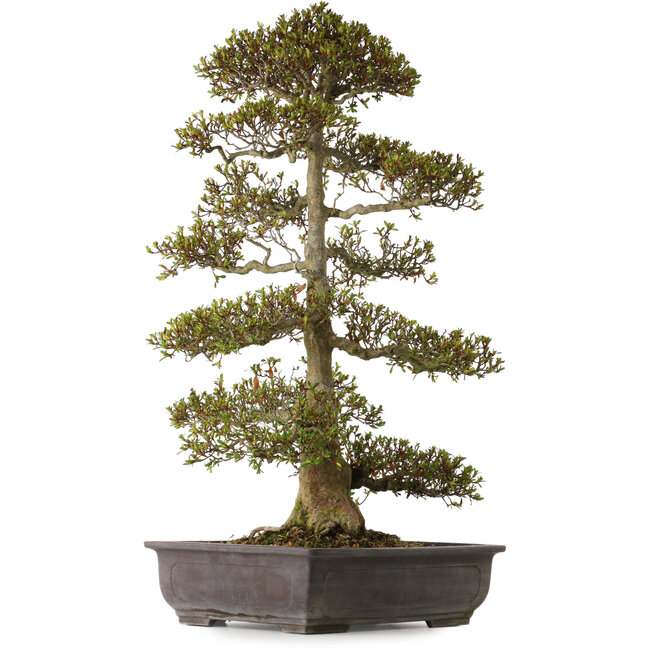 Rhododendron indicum, variëteit onbekend, 75 cm hoog, ± 30 jaar oud, met een nebari van 20 cm.