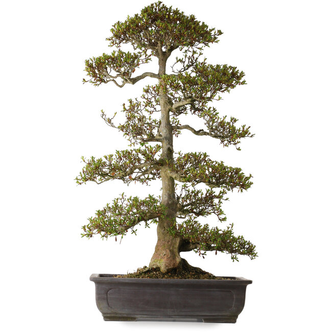 Rhododendron indicum varietà sconosciuta, 75 cm, ± 30 anni, con un nebari di 20 cm