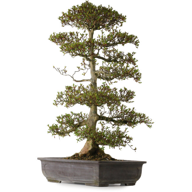 Rhododendron indicum variété inconnue, 75 cm, ± 30 ans, avec un nebari de 20 cm