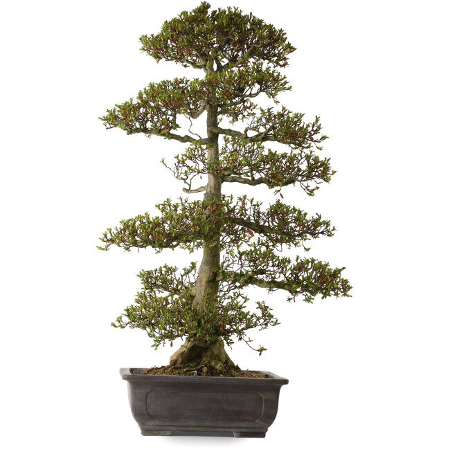 Rhododendron indicum, Sorte unbekannt, 75 cm hoch, ca. 30 Jahre alt, mit einem Wurzelhals von 20 cm