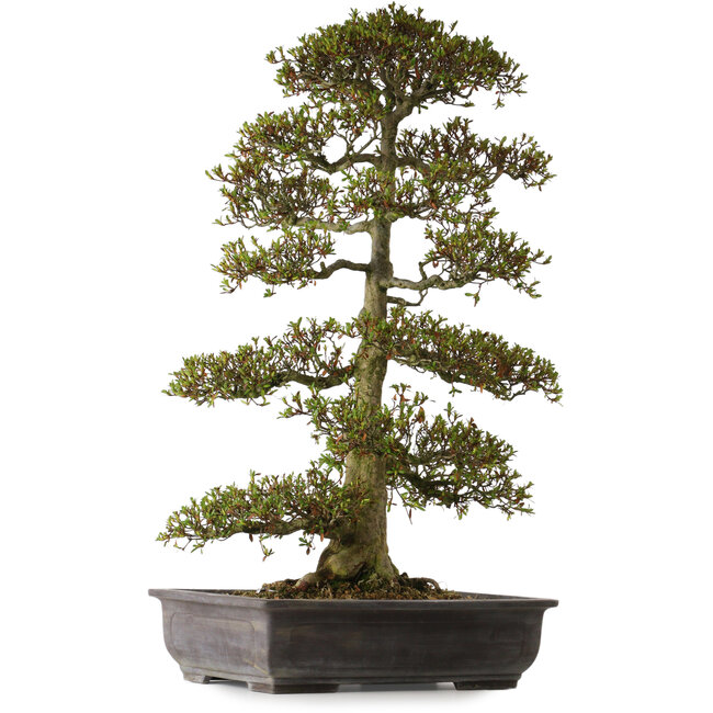 Rhododendron indicum variété inconnue, 75 cm, ± 30 ans, avec un nebari de 20 cm