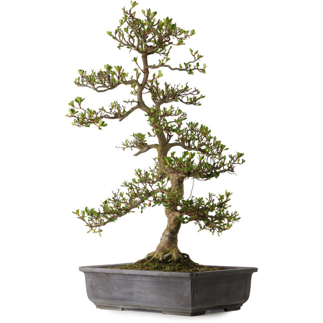 Rhododendron indicum variety unknown, 83 cm, ± 30 years old, with a nebari of 18 cm