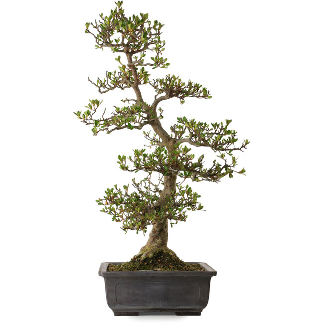 Rhododendron indicum varietà sconosciuta, 83 cm, ± 30 anni, con un nebari di 18 cm