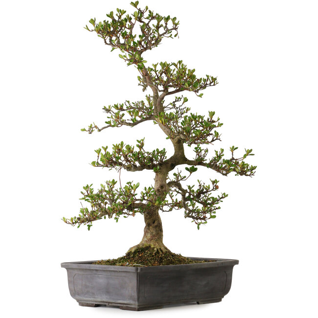 Rhododendron indicum variété inconnue, 83 cm, ± 30 ans, avec un nebari de 18 cm