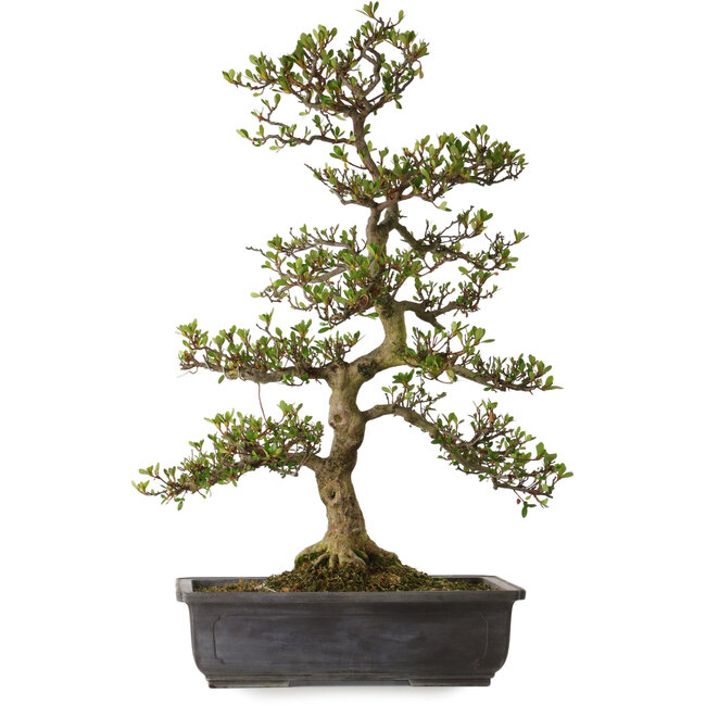 Rhododendron indicum, variëteit onbekend, 83 cm, ± 30 jaar oud, met een nebari van 18 cm.