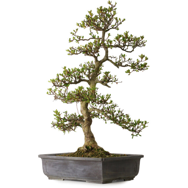 Rhododendron indicum variété inconnue, 83 cm, ± 30 ans, avec un nebari de 18 cm