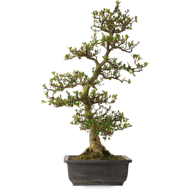 Rhododendron indicum variety unknown, 83 cm, ± 30 years old, with a nebari of 18 cm