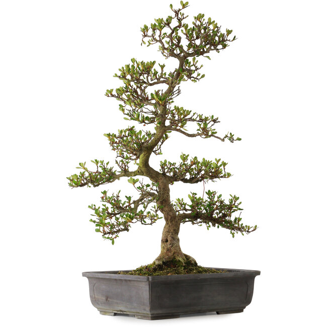 Rhododendron indicum varietà sconosciuta, 83 cm, ± 30 anni, con un nebari di 18 cm