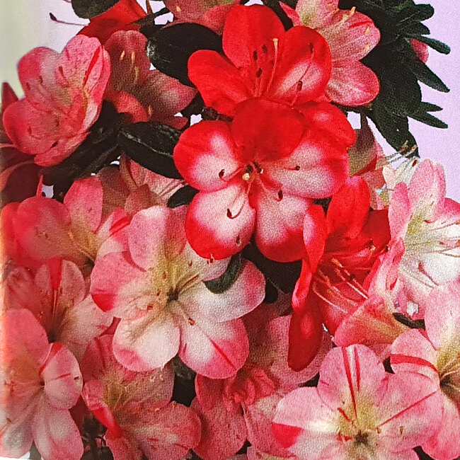 Rhododendron indicum Hanakoubo, 24 cm, ± 8 years old