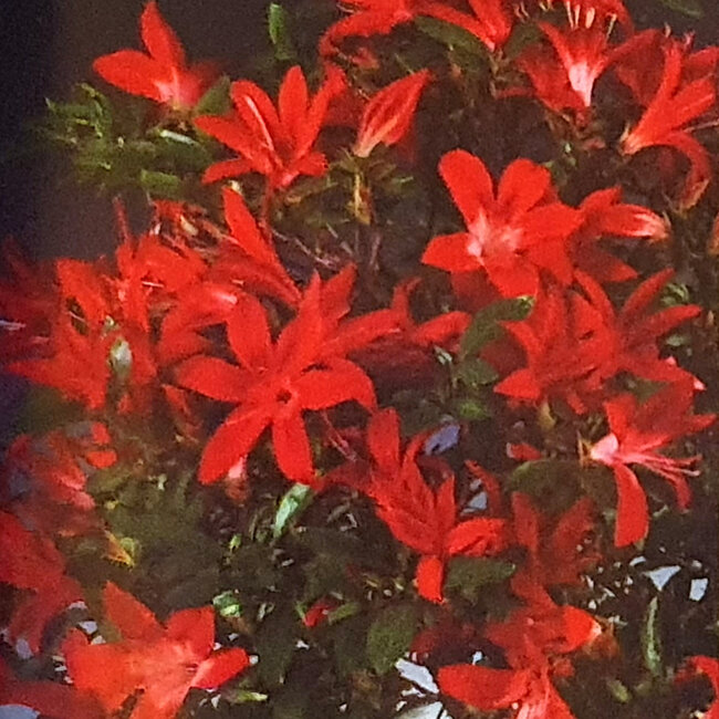 Rhododendron indicum Kokuryu, 21 cm, ± 8 ans