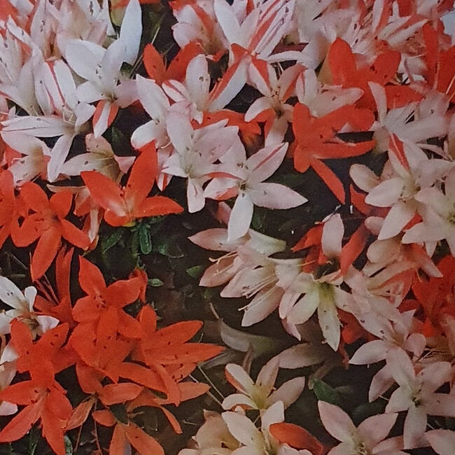 Rhododendron indicum Seikou, 21 cm, ± 8 anni