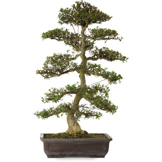 Rhododendron indicum Gyoten, 86 cm, ± 30 years old