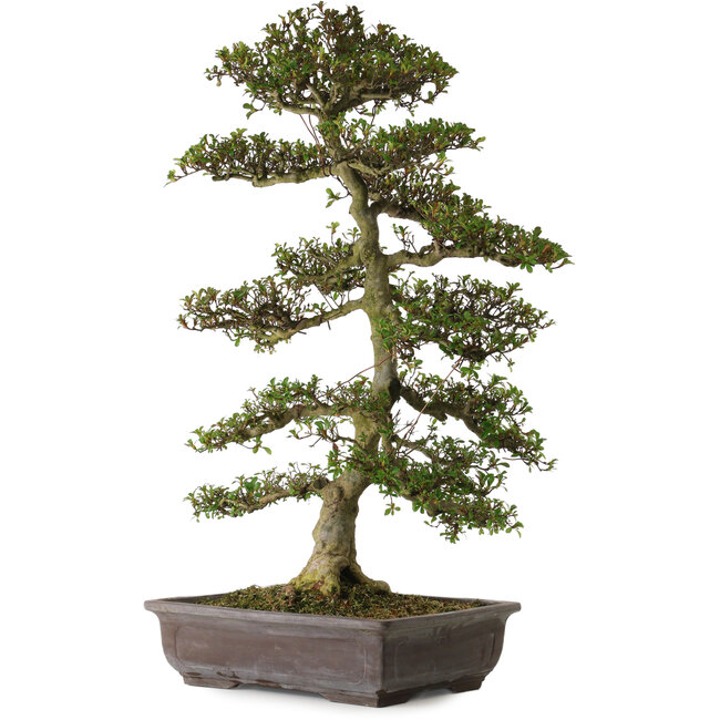 Rhododendron indicum Gyoten, 86 cm, ± 30 anni, con un nebari di 16 cm