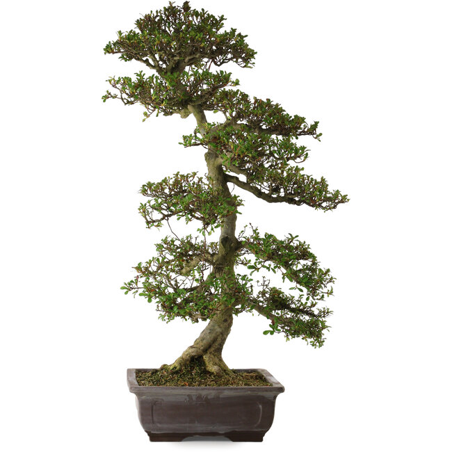 Rhododendron indicum Gyoten, 86 cm, ± 30 anni, con un nebari di 16 cm