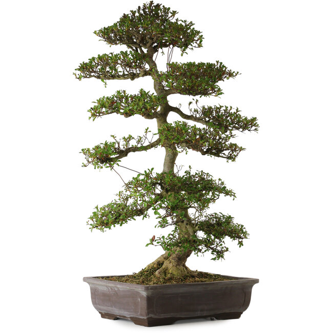 Rhododendron indicum Gyoten, 86 cm, ± 30 años, con un nebari de 16 cm