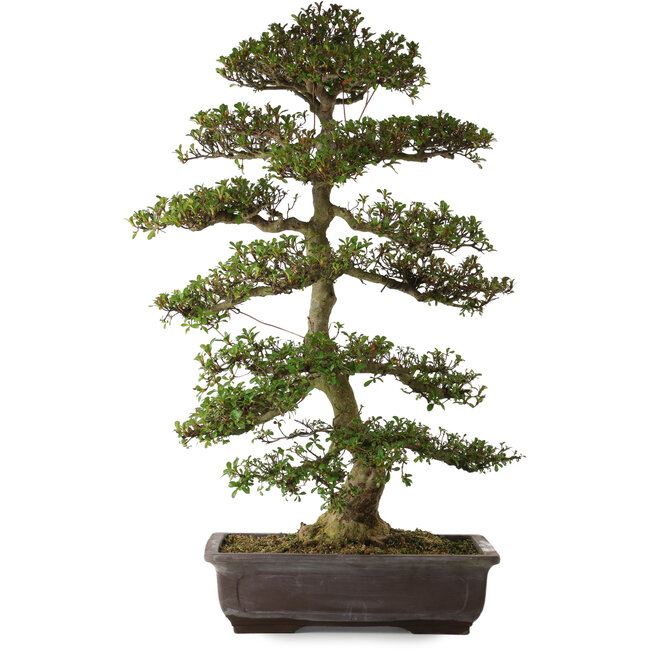 Rhododendron indicum Gyoten, 86 cm, ca. 30 Jahre alt, mit einem Wurzelhals von 16 cm