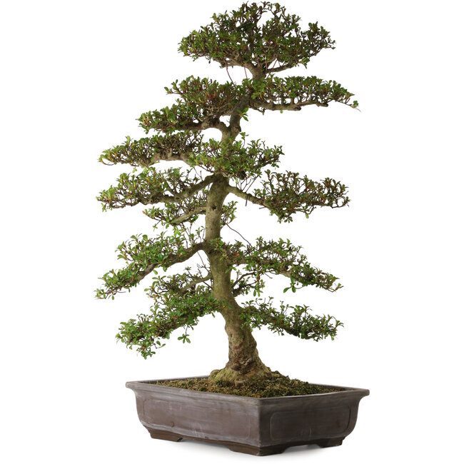 Rhododendron indicum Gyoten, 86 cm, ± 30 años, con un nebari de 16 cm