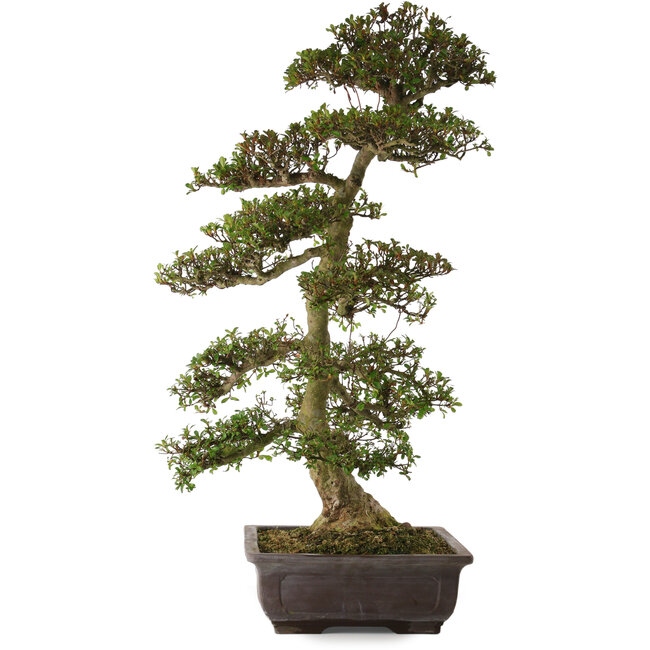 Rhododendron indicum Gyoten, 86 cm, ± 30 years old, with a nebari of 16 cm