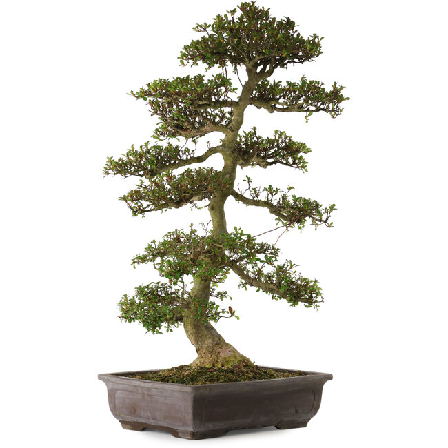 Rhododendron indicum Gyoten, 86 cm, ca. 30 Jahre alt, mit einem Wurzelhals von 16 cm