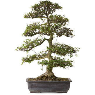 Rhododendron indicum Gyoten, 88 cm, ± 30 jaar oud