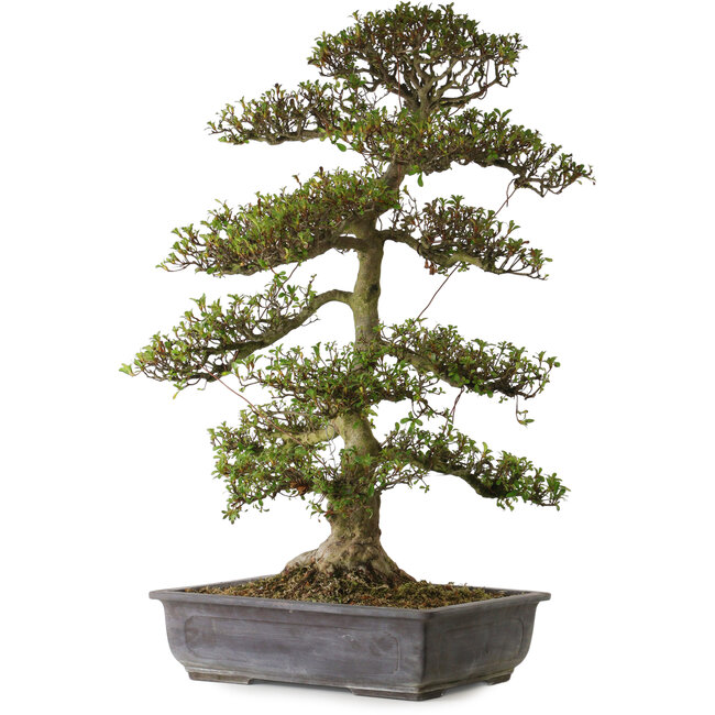 Rhododendron indicum Gyoten, 88 cm, ± 30 años, con un nebari de 20 cm